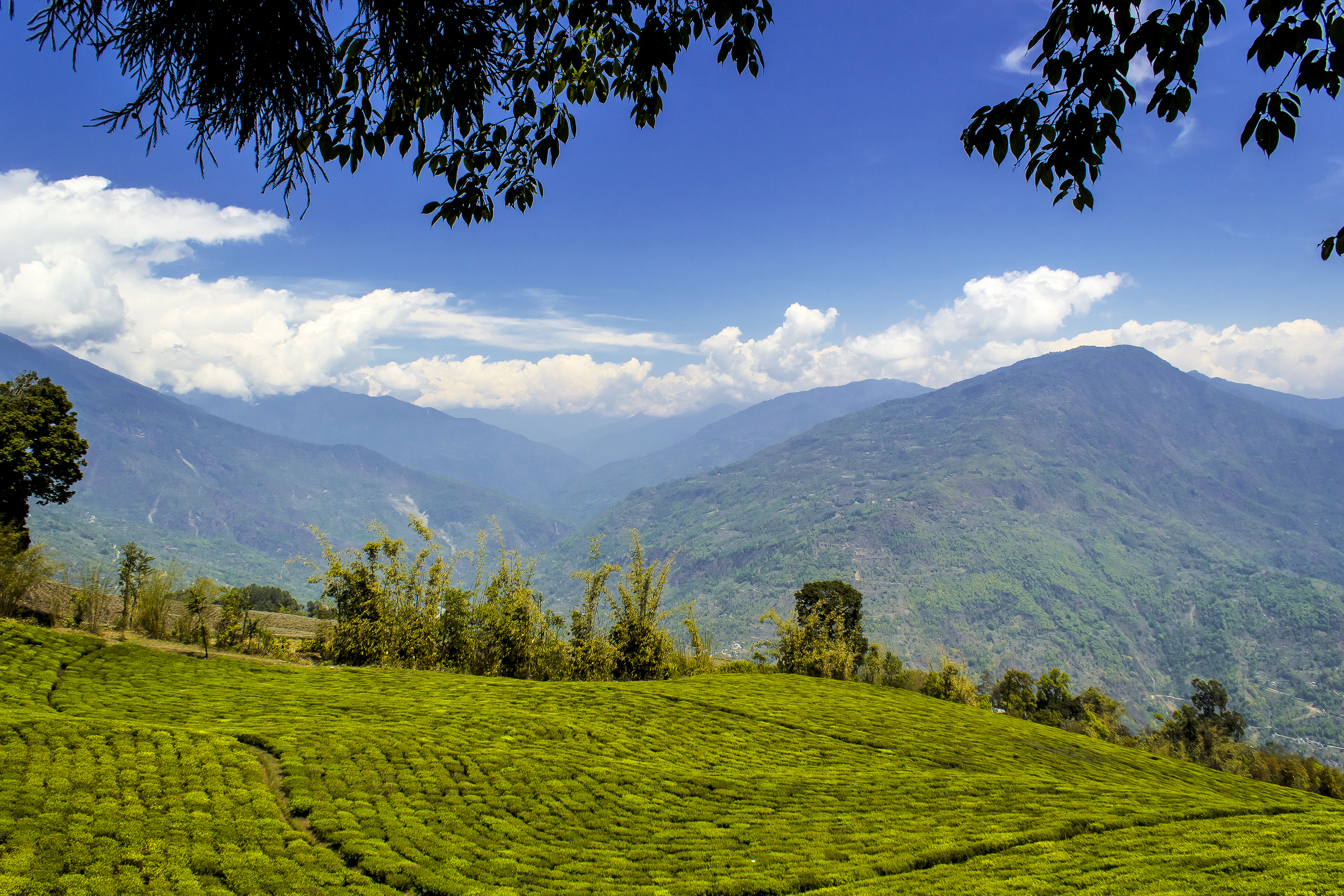 Temi Tea Garden - Wikipedia