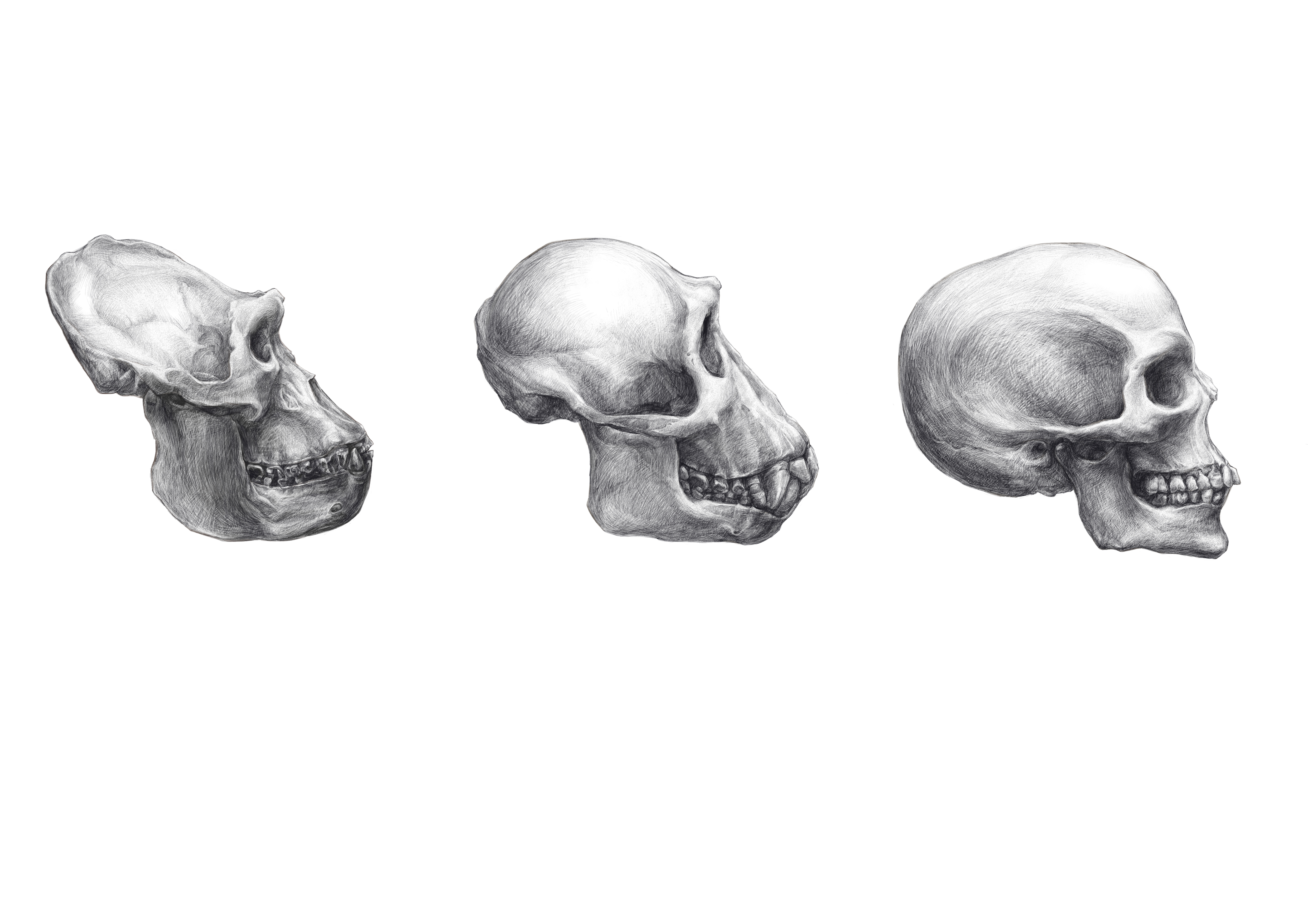 gorilla skull vs human skull