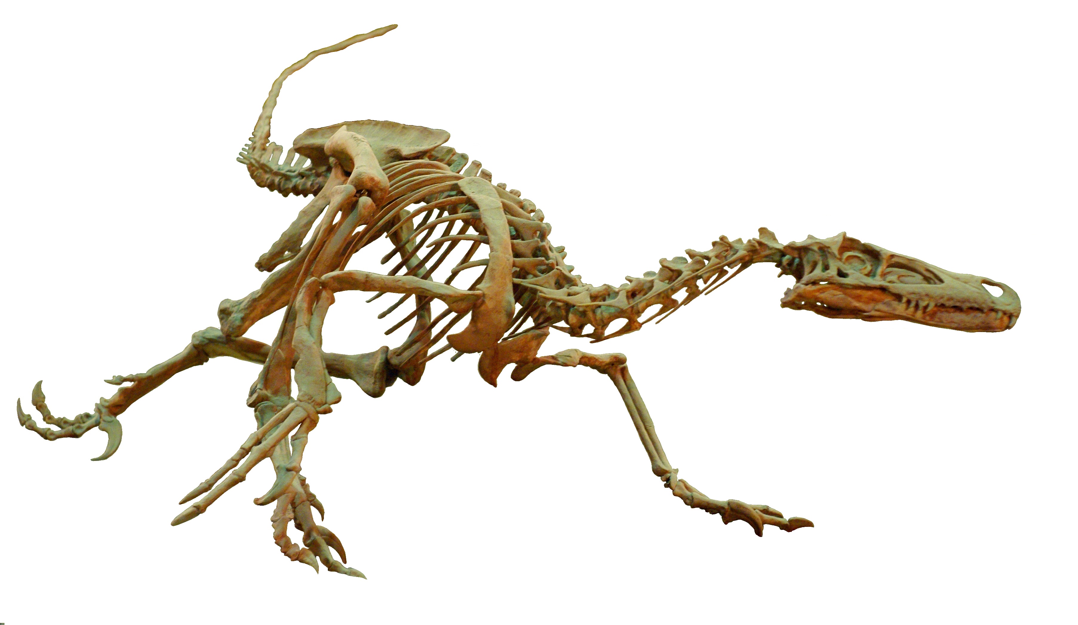 Velociraptor_Wyoming_Dinosaur_Center_Whi