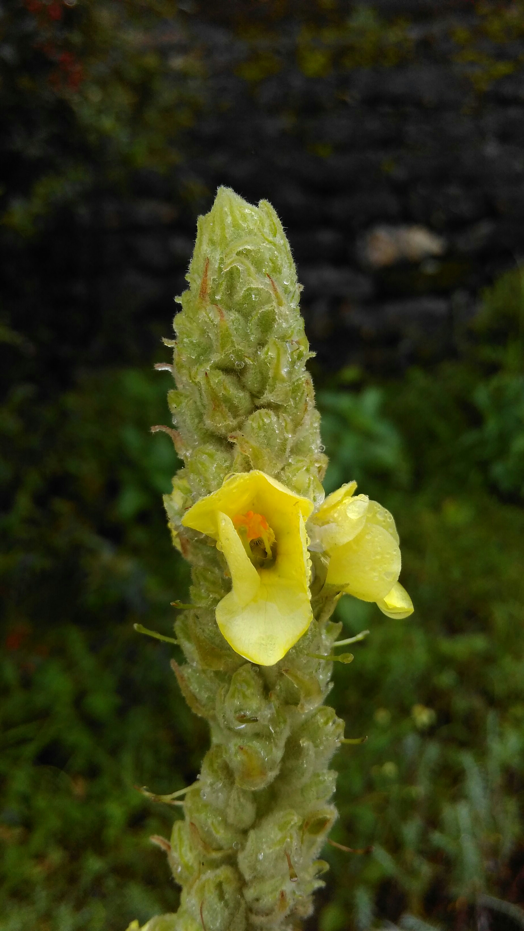 Verbascum Thapsus