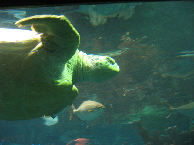 File:2004-02-16 - 26 - Aquarium.jpg