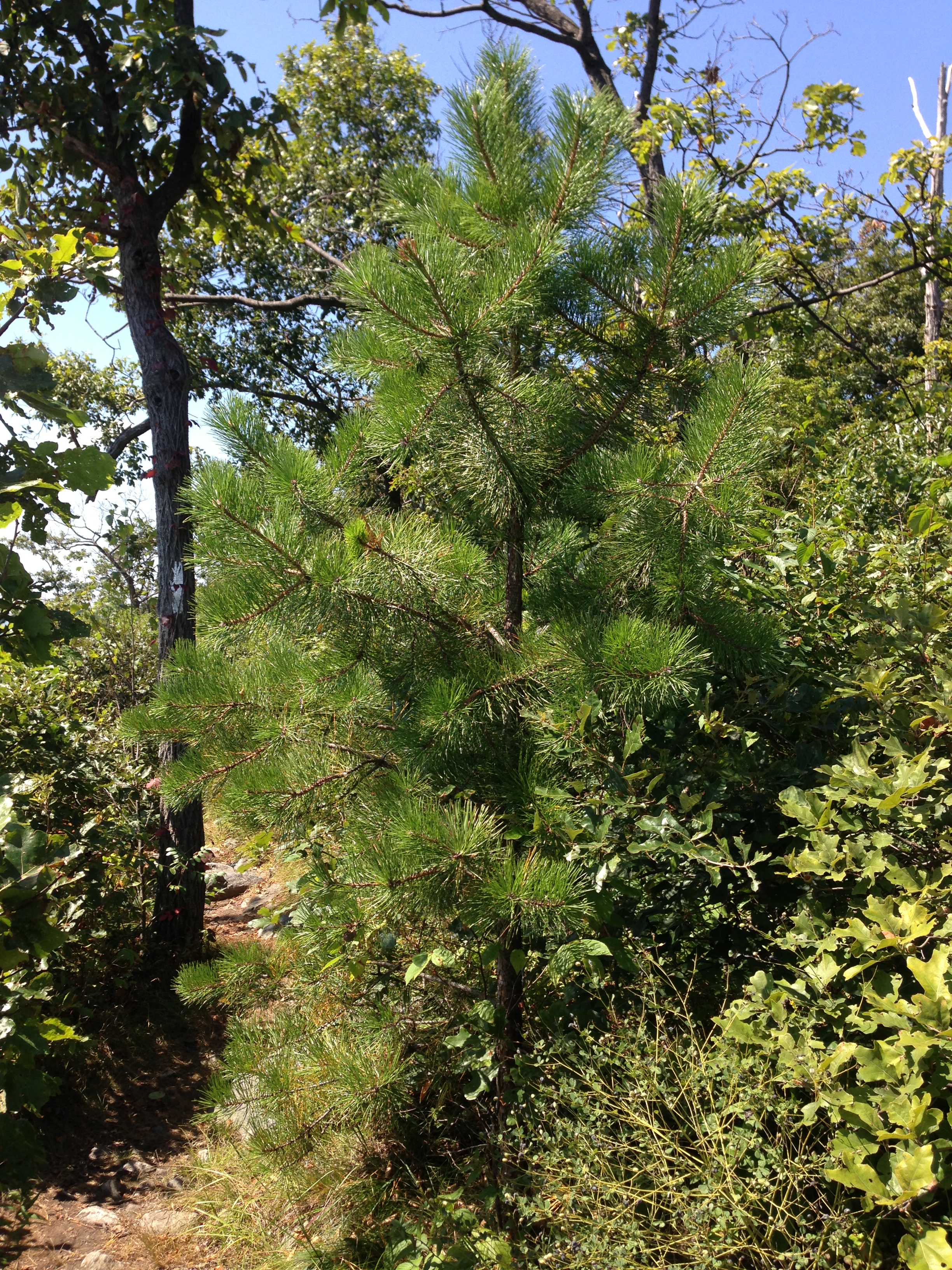 Хвойная 32. Pinus sibirica Primorsko. Pinus sibirica 'Izumrud'. Pinus rigida.