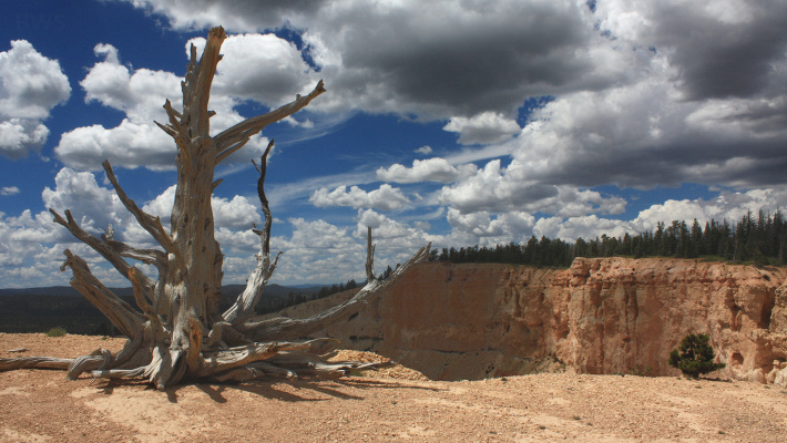 File:A542, Bryce Canyon National Park, Utah, USA, bristlecone pine, 2016.jpg