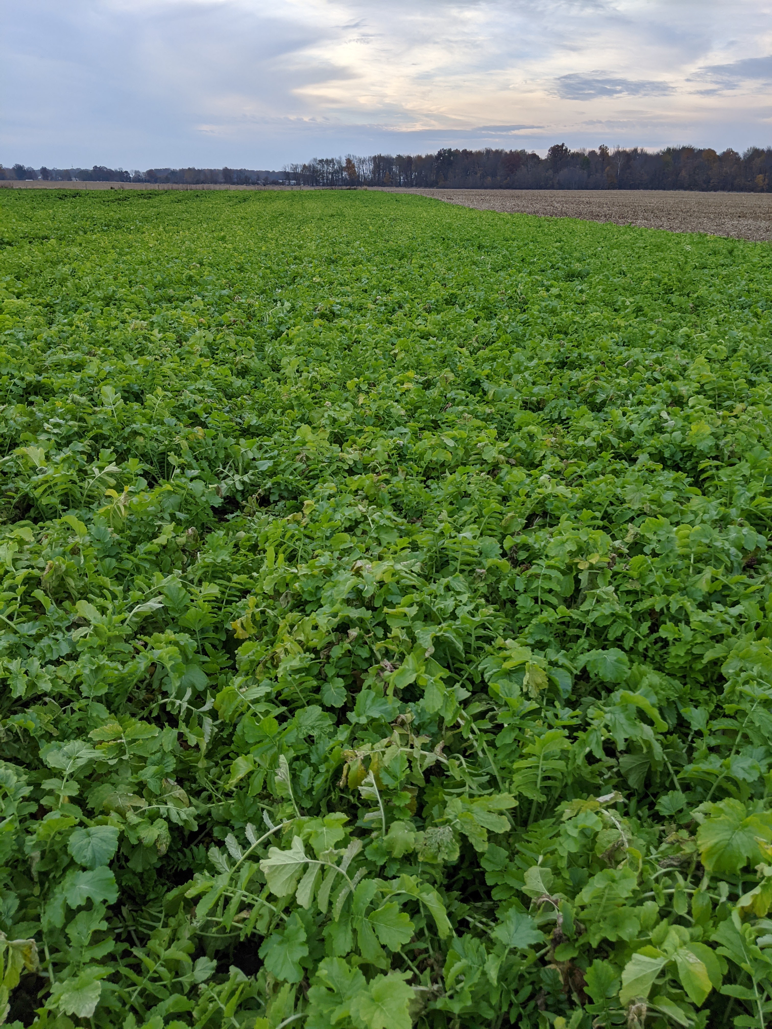 Image of Cover crops plants