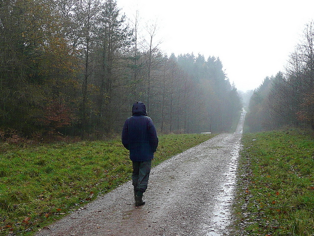 File:A lovely day for a walk in the forest - geograph.org.uk - 1591488.jpg
