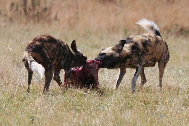 File:African Wild Dog II.jpg