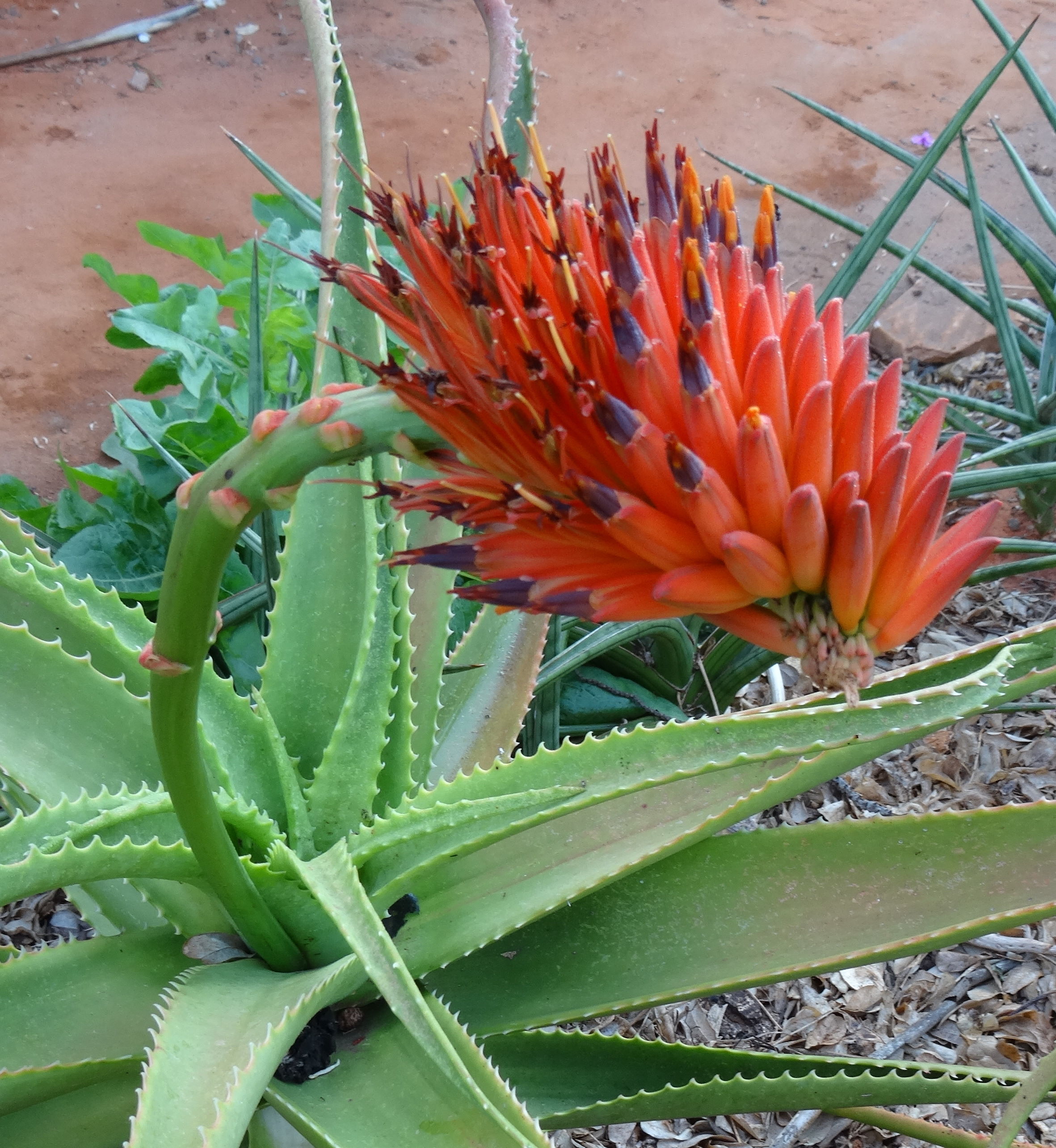 File:Aloe sp. Ribaue - decurved raceme (9584399444).jpg - Wikimedia Commons
