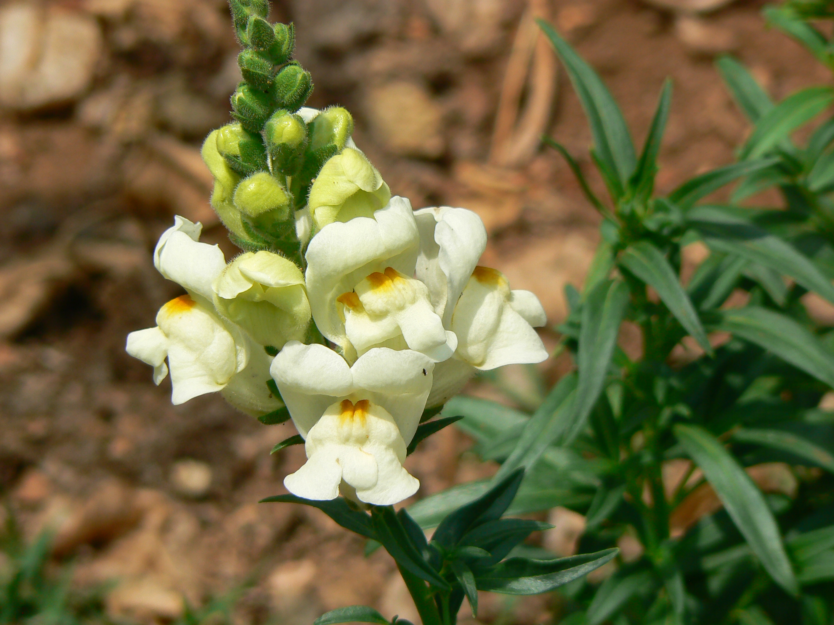 Львиный калифорния. Львиный зев полевой. Antirrhinum majus. Растение львиный зев. Львиный зев собачки.