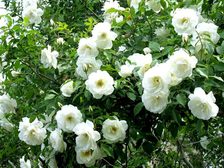 File:Arabian-jasmine-.jpg