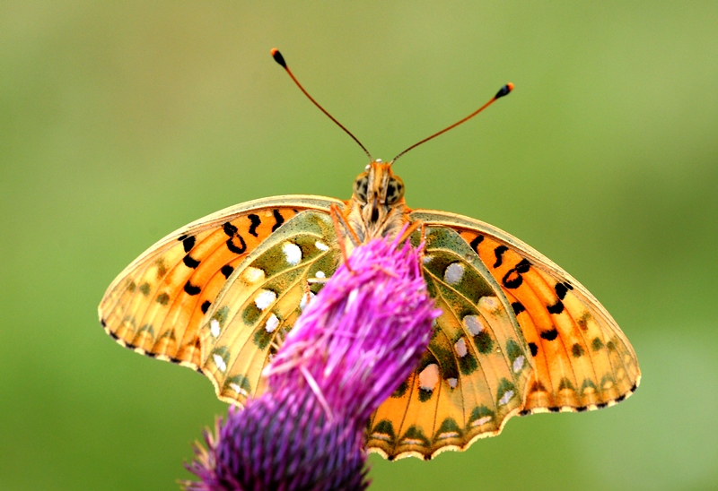 File:Argynnis aglaja - Dark Green Fritillary butterfly 01.jpg