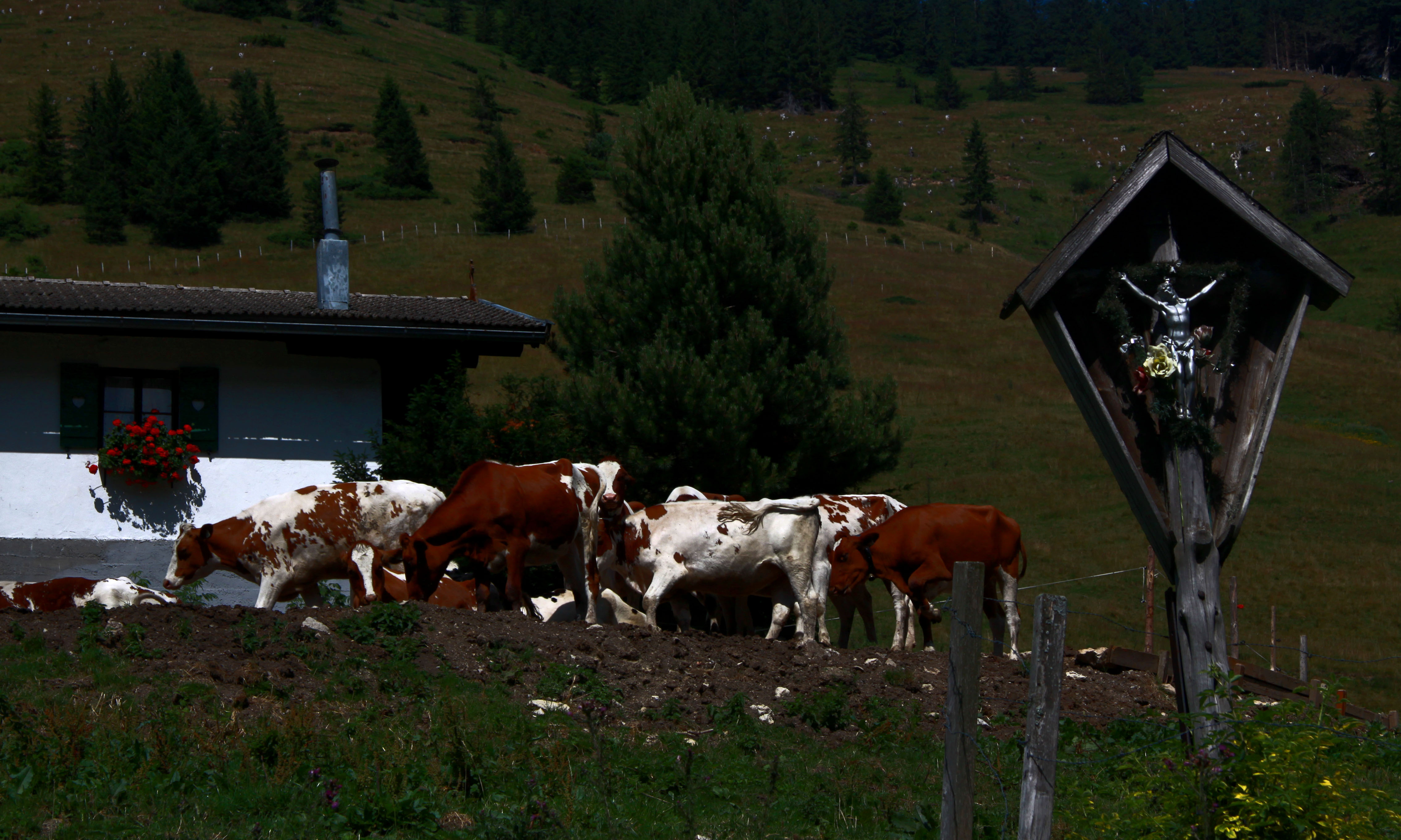 Австрия 2015. Tyrol Grey Cattle.