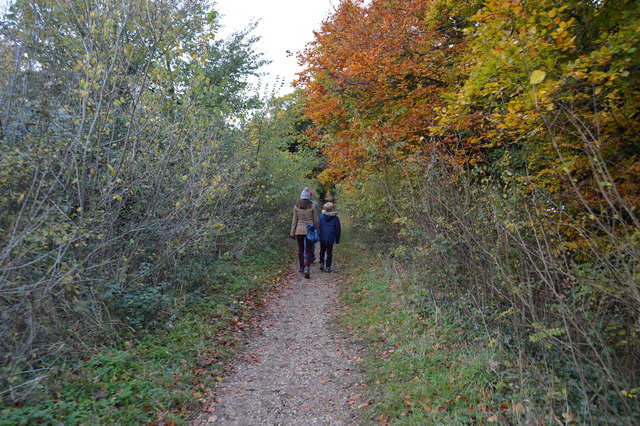 File:Autumnal colours, Roman Road - geograph.org.uk - 5695032.jpg