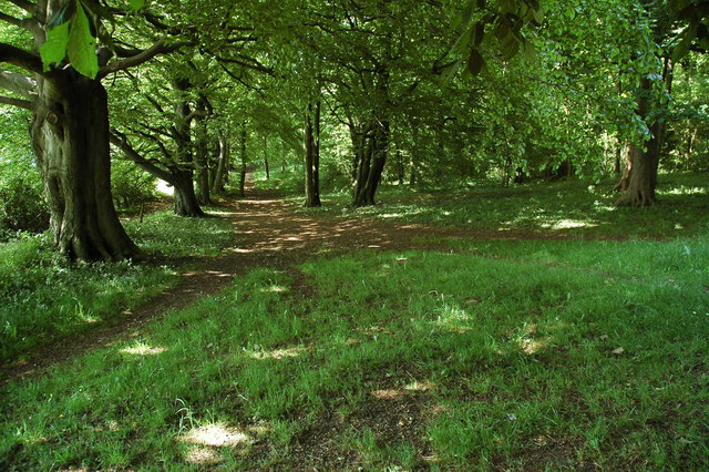 File:Beech trees above Prestbury - geograph.org.uk - 1335485.jpg