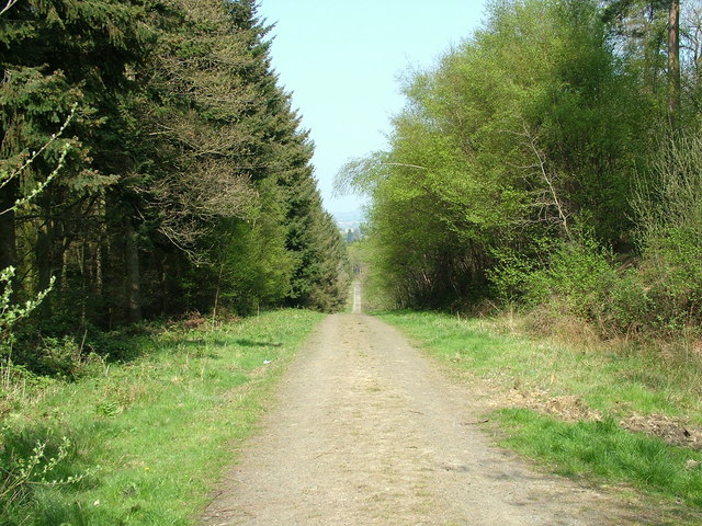 File:Birchen park, Wyre Forest track. - geograph.org.uk - 1262445.jpg