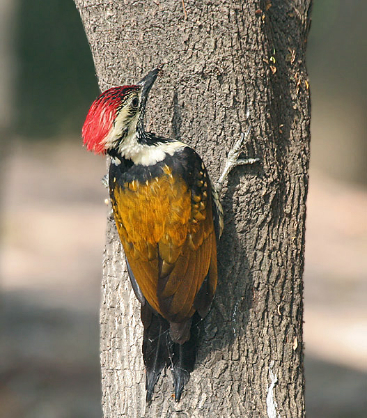 File:Black-rumped Sunbird I IMG 9932.jpg