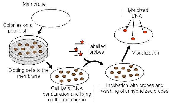 Colony Blot Hybridization