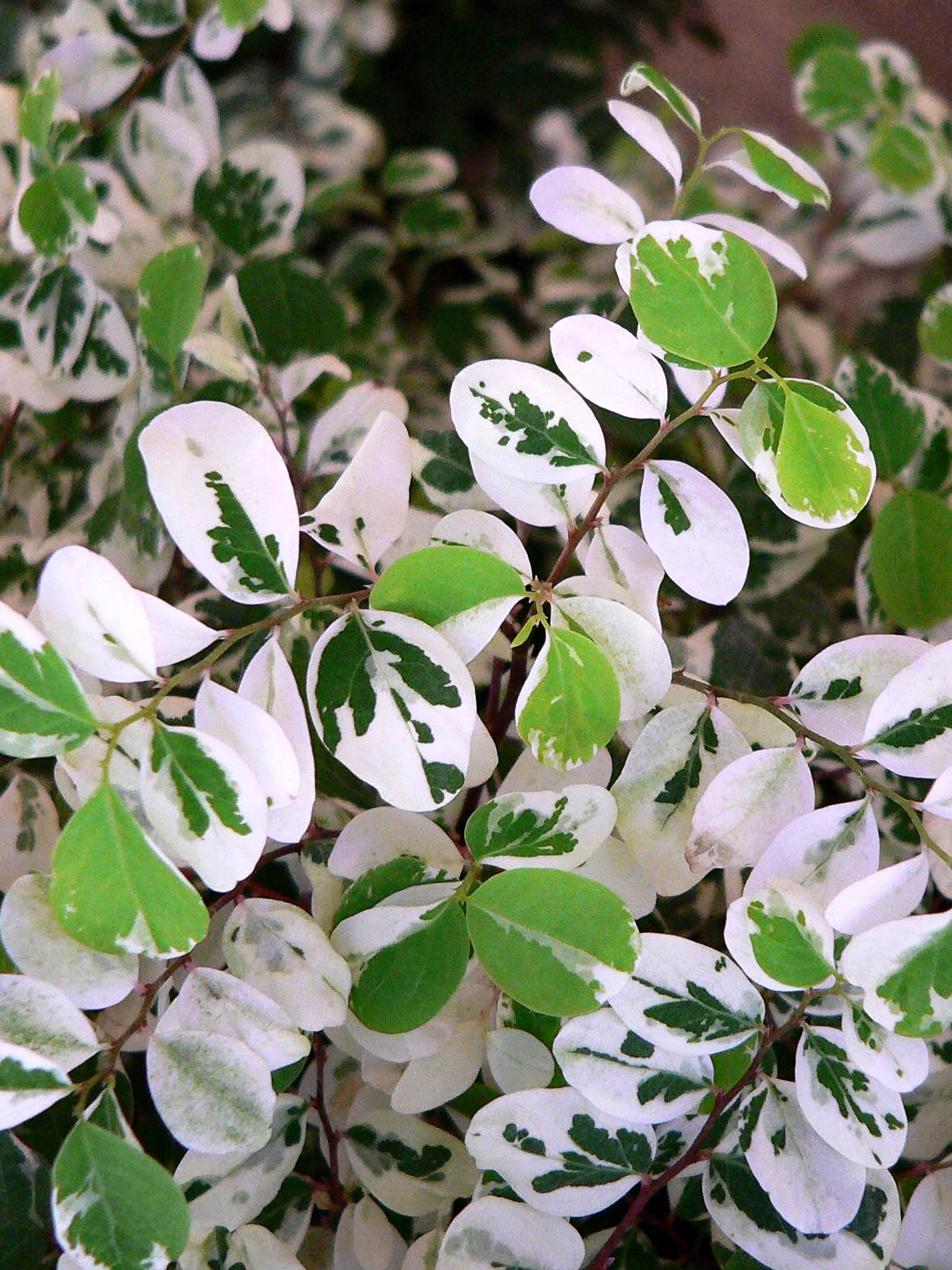Кустарники с белыми листьями фото с названиями