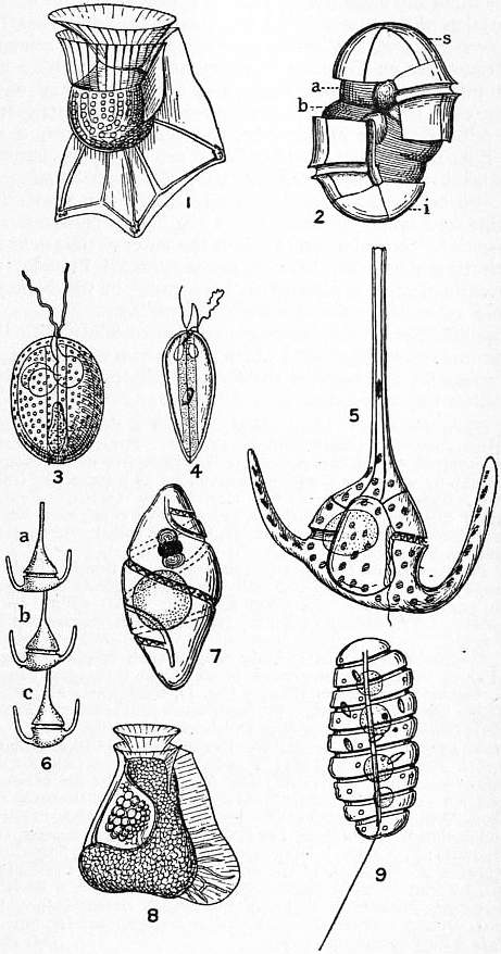 The Paleobiology of Plant Protists