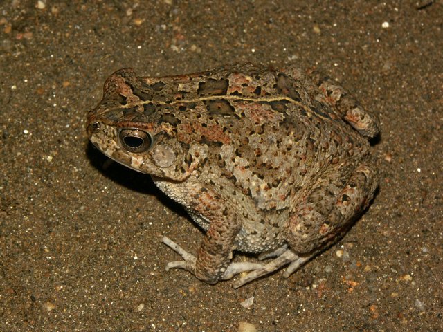 File:Bufo maculatus02.jpg