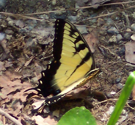 File:Butterfly Umstead SP NC 5737 (4780015047) (2).jpg