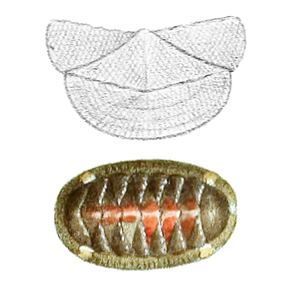 File:Callochiton crocinus-Baily PZSL1852.png