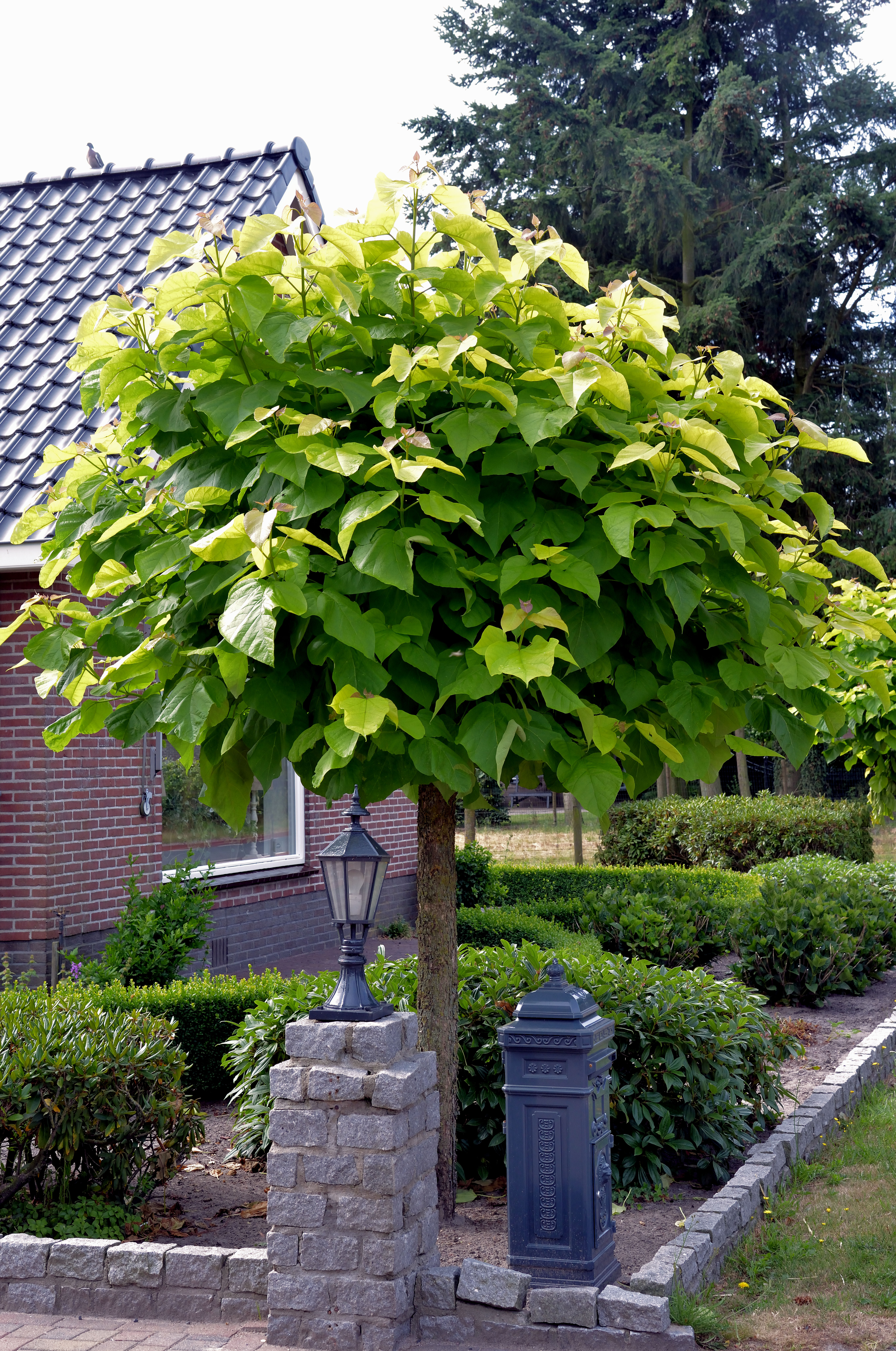 Catalpa bignonioides 'Nana'