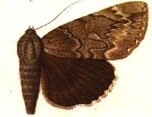 <i>Catocala residua</i> Species of moth