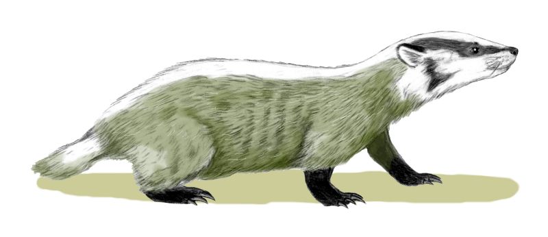 El Chamitataxus es un tejón primitivo que vivó en el Mioceno