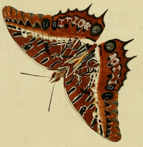 File:Charaxes pollux cramer1.JPG