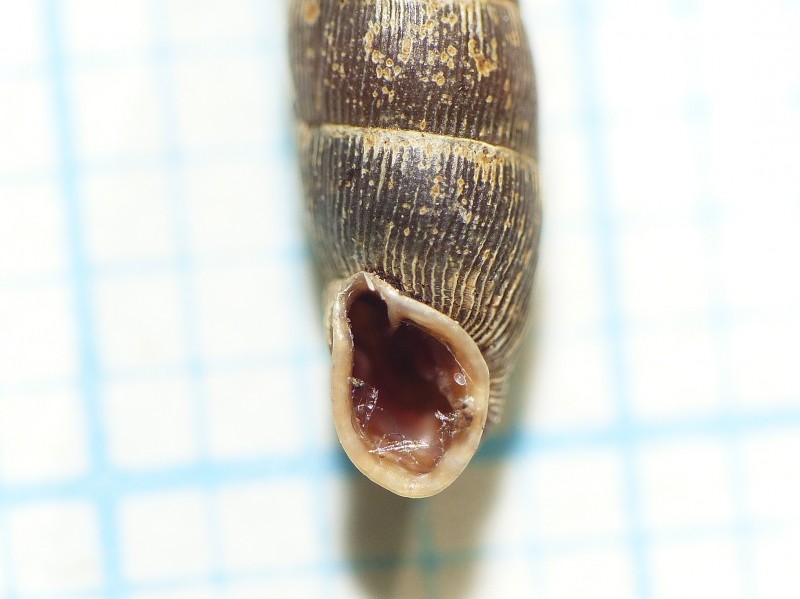 File:Clausilia (Clausilia) bidentata (Clausiliidae) (Two-toothed door snail), Rhenen, the Netherlands - 2.jpg