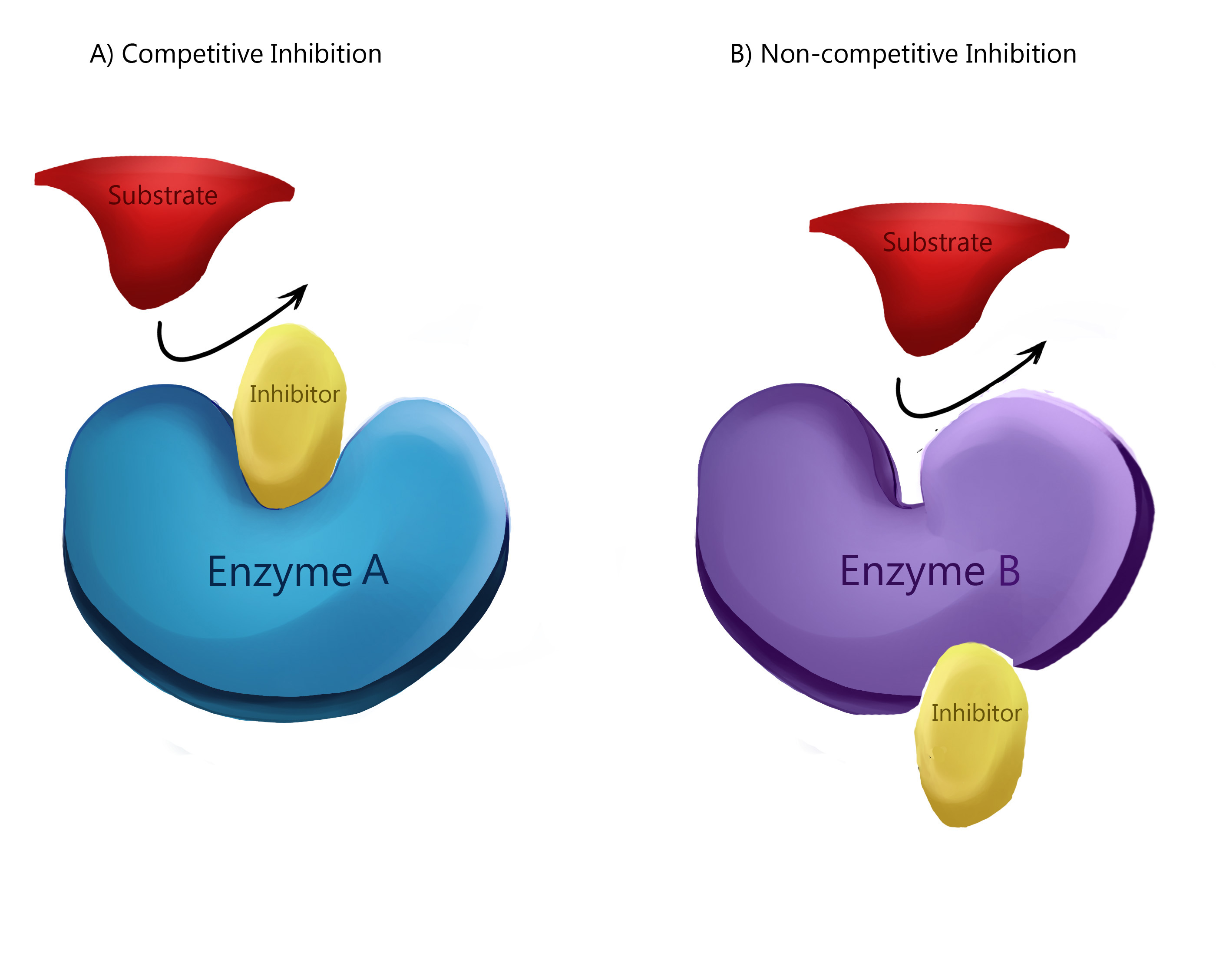 enzyme inhibitor examples