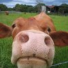 A close-up photograph of a cow's face