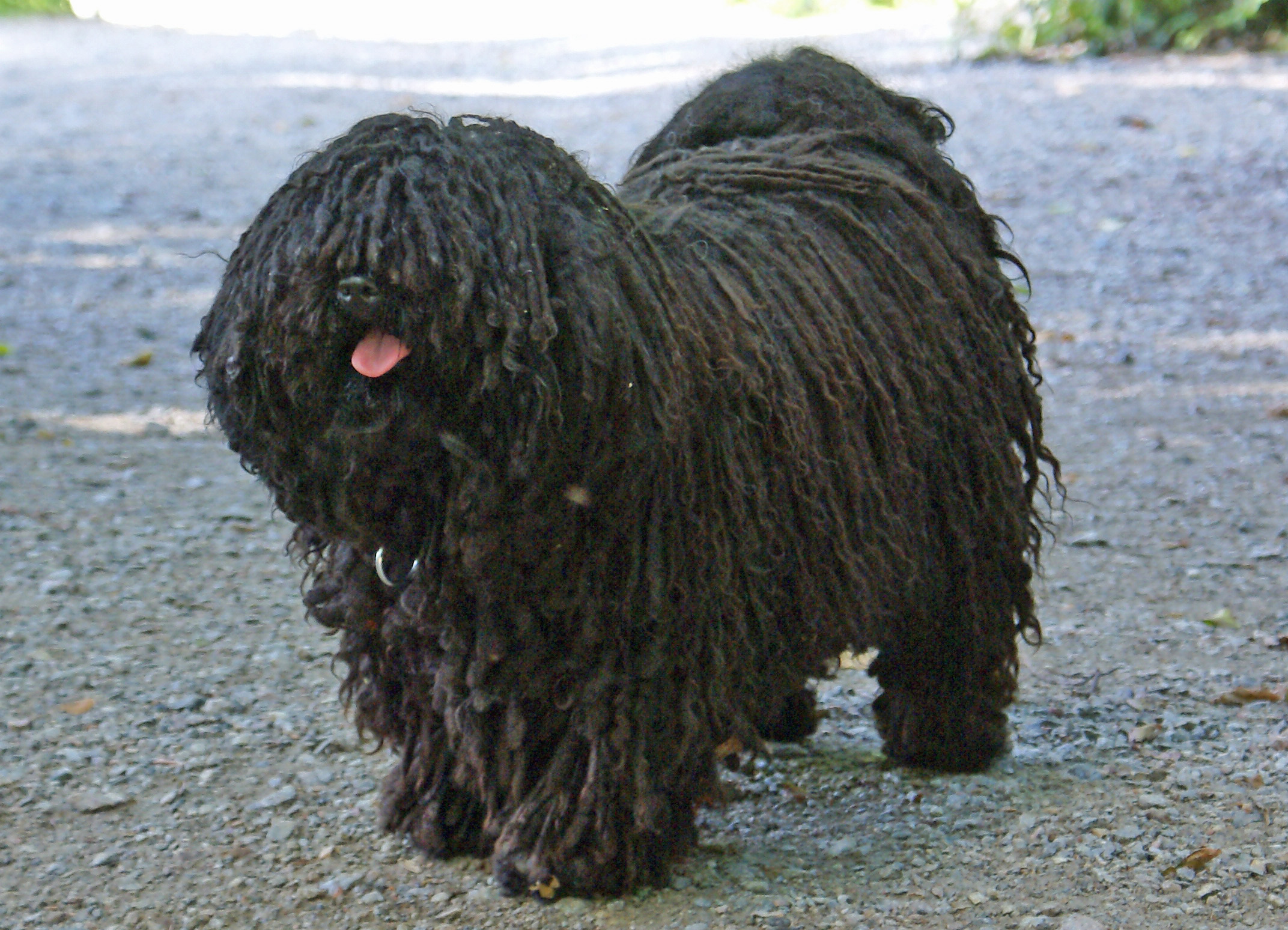 is a puli dog a working breed