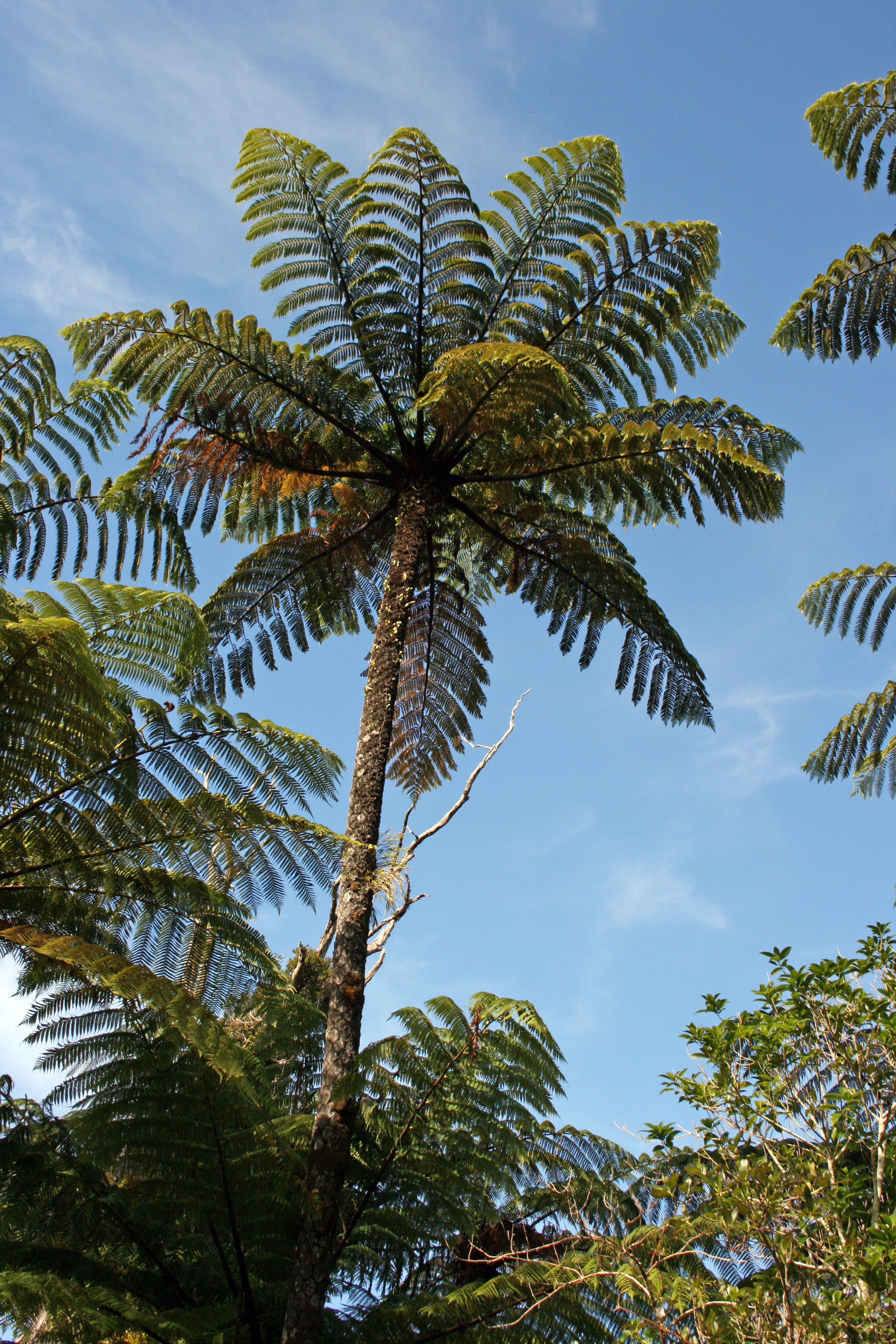 cyathea medullaris