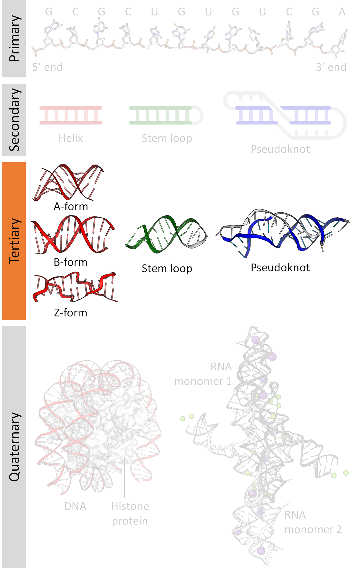 hairpin structure dna