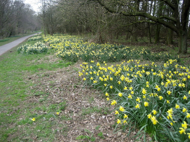 Daffodils, Almondell and Calder Wood Country Park - geograph.org.uk - 788823