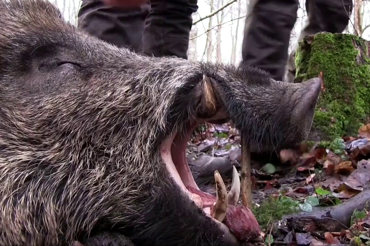 Dead wild boar big tusks Sweden 01.png. 