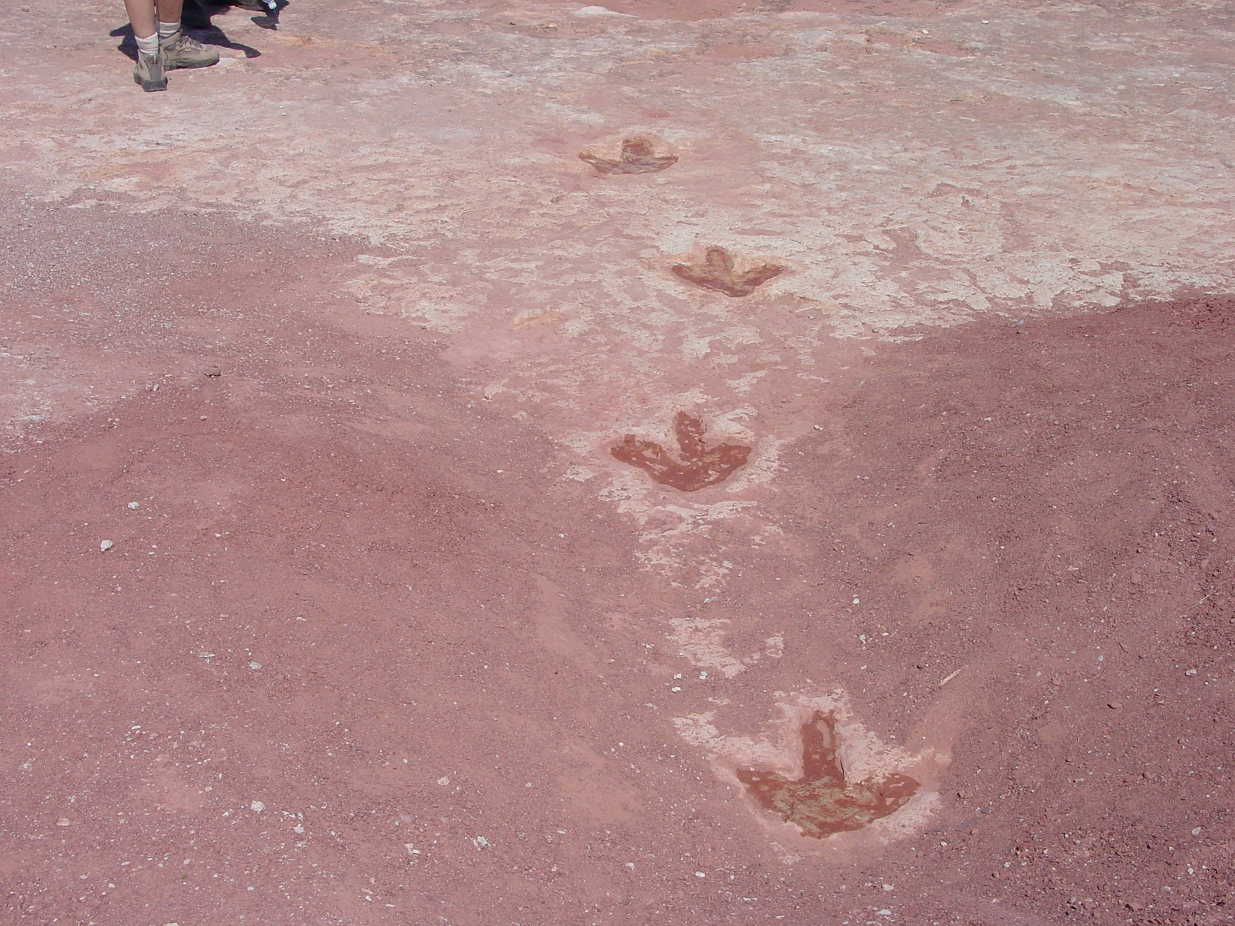 File:Dinosaur track.jpg - Wikimedia Commons