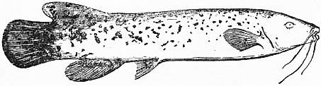 EB1911 Cat-fish Fig. 3.—Malopterurus electricus.jpg