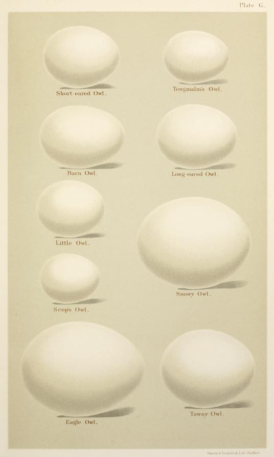 Яйца снизу. Egg Parts.