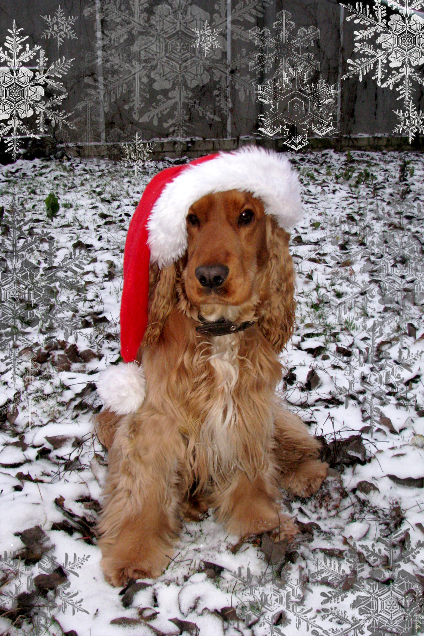 Category:English Cocker Spaniel - Wikimedia Commons