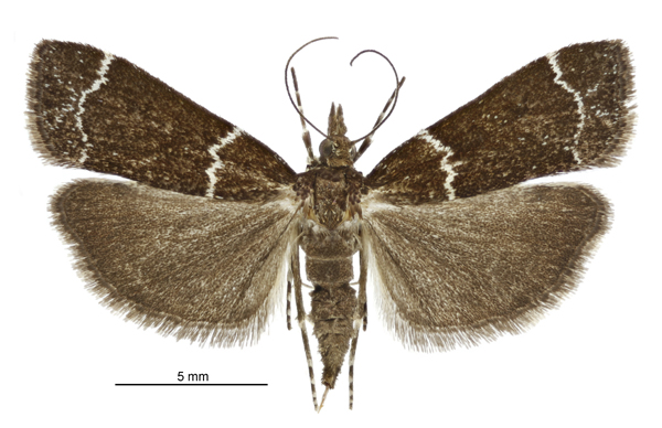 File:Eudonia leucogramma female.jpg