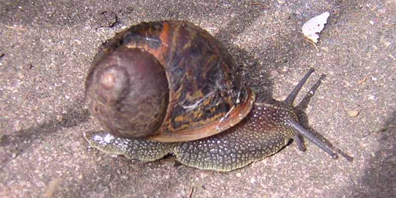 File:European brown snail.jpg