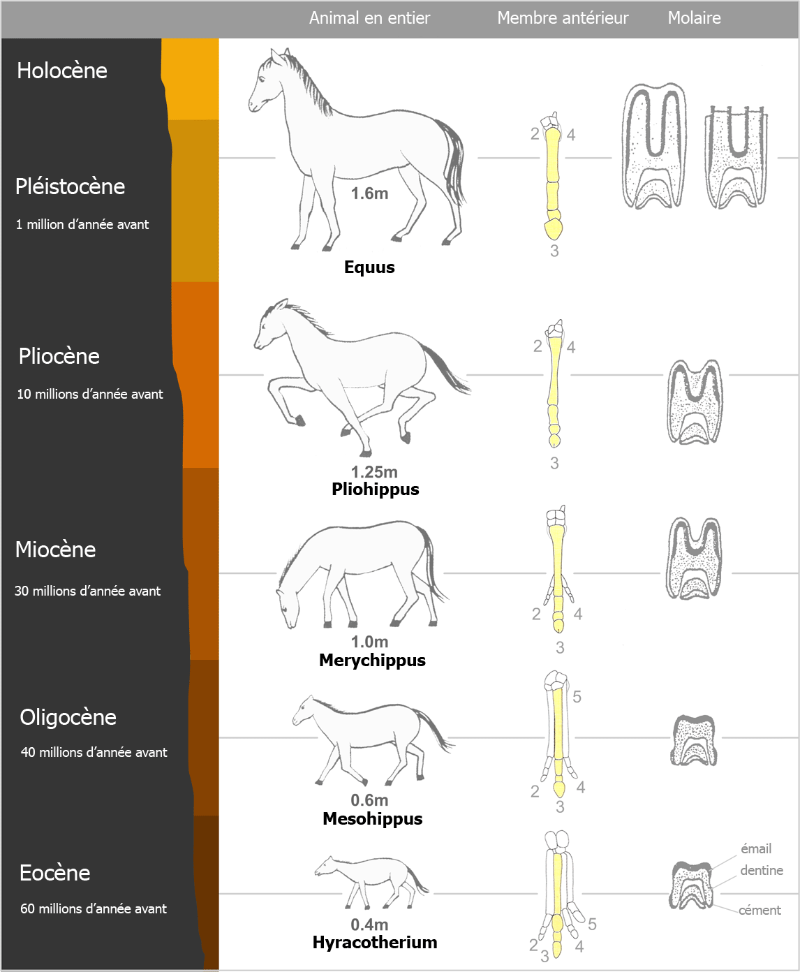 De la naissance à la reconversion : les étapes de la vie du cheval