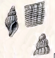 <i>Falsimohnia fulvicans</i> Species of gastropod