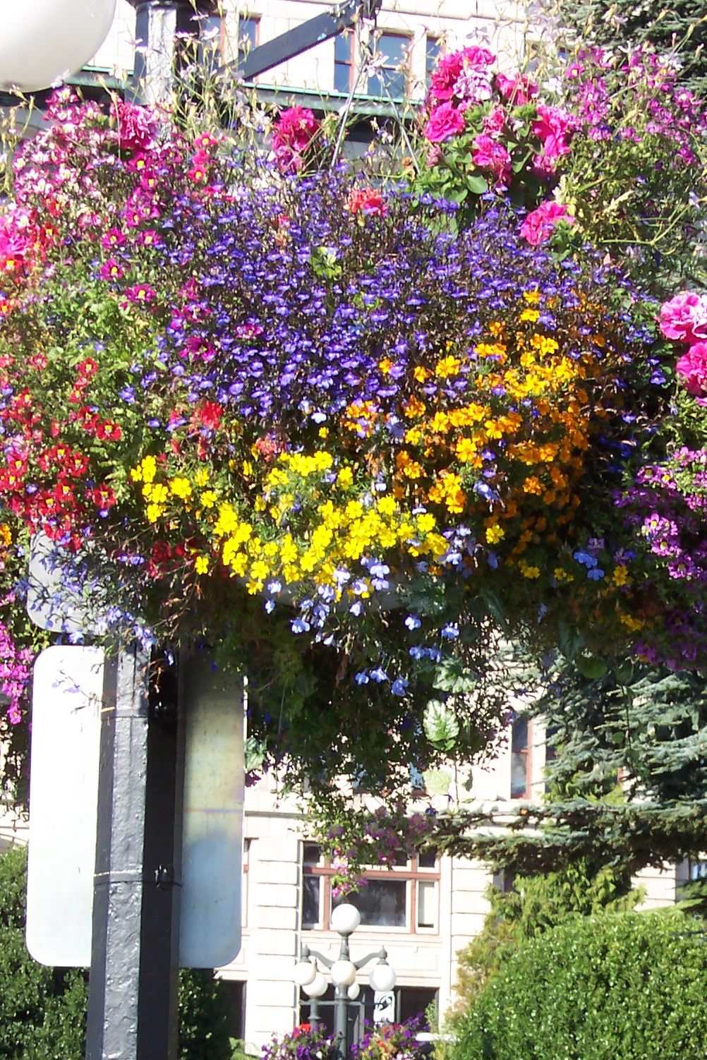 Hanging basket - Wikipedia