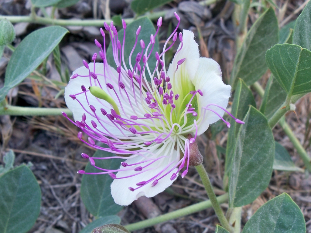 File Flower Of Caper Bush Capparis Spinosa Jpg Wikimedia Commons,Types Of Owls