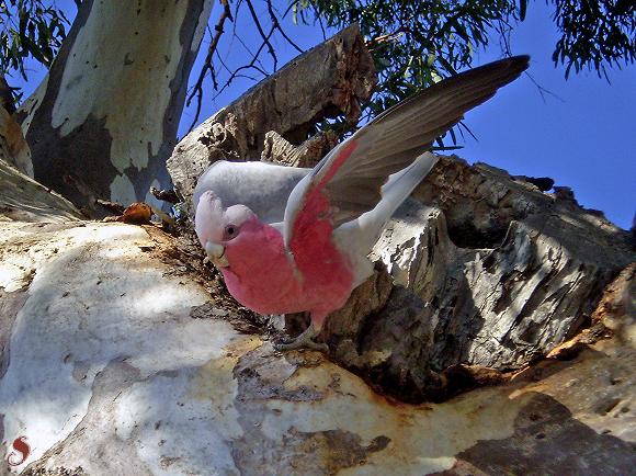 Galah - Wikipedia