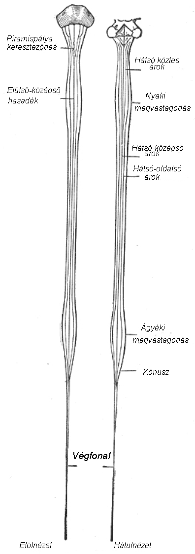 gerincvelő