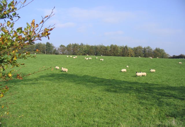 File:Grazing sheep near Torbeckhill - geograph.org.uk - 261525.jpg